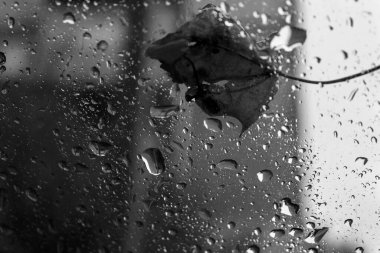 Drops of rain and leaf on window glass in autumn, macro, black and white photo