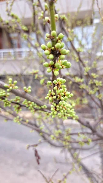 Erste Hellgrüne Knospen Baum Frühling Nahaufnahme Makro — Stockfoto