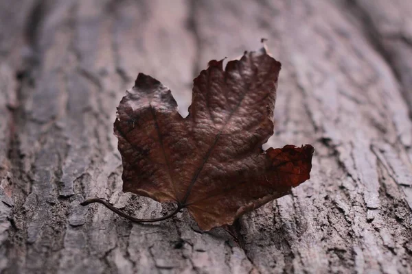 Closeup Shot Autumn Leaf Wooden Table — Stock Photo, Image