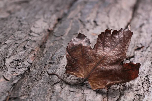 Kuru Yaprak Düşen Sonbahar Yaprakları Ağaçta — Stok fotoğraf