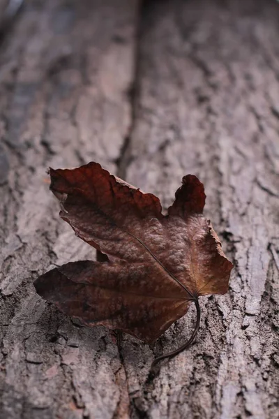 Ahşap Arkaplanda Sonbahar Yaprağı Seçici Odak — Stok fotoğraf