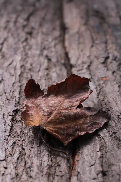 Bir Ağaç Gövdesini Kapatın — Stok fotoğraf