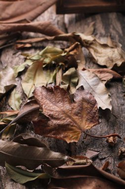 Yaprak yaprakları sonbaharda kurur 