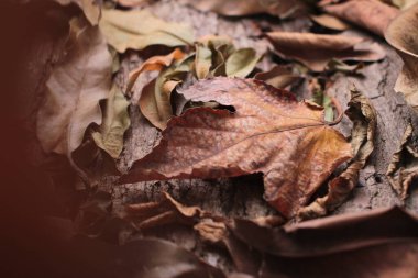 Yaprak yaprakları sonbaharda kurur 
