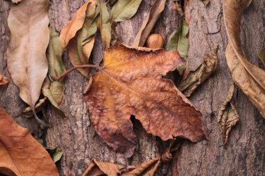 Yaprak yaprakları sonbaharda kurur 