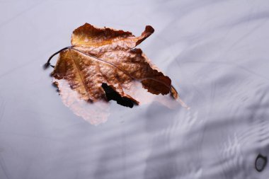 Yaprak yaprakları sonbaharda kurur 