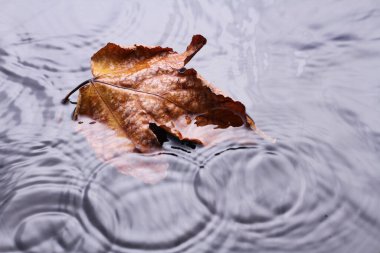 Yaprak yaprakları sonbaharda kurur 