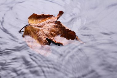 Yaprak yaprakları sonbaharda kurur 