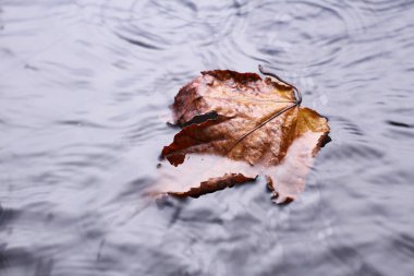 Yaprak yaprakları sonbaharda kurur 