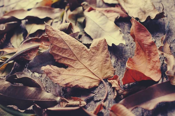 秋に乾燥した葉の刃 — ストック写真