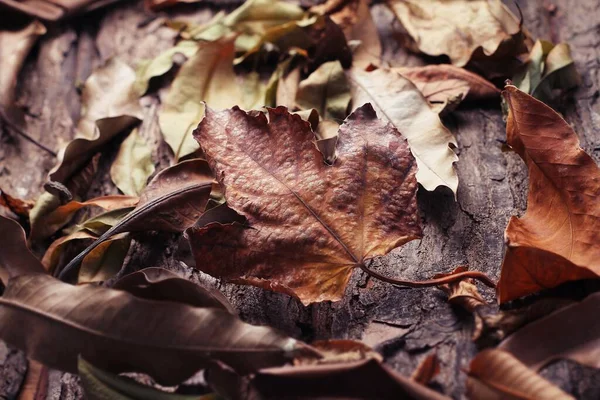Listy Suché Podzim — Stock fotografie