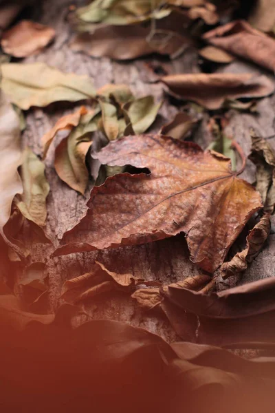 Lâminas Folhas Secas Outono — Fotografia de Stock