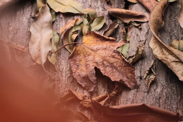 Φύλλα Λεπίδες Στεγνώσει Φθινόπωρο — Φωτογραφία Αρχείου