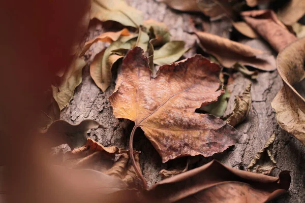 Листья Сухие Осенью — стоковое фото