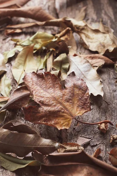 Listy Suché Podzim — Stock fotografie