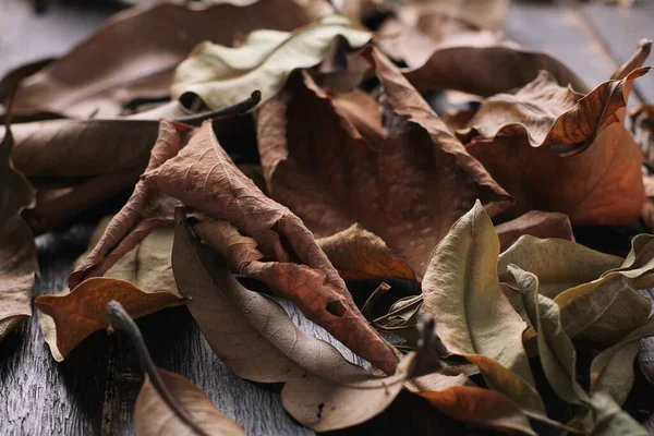 Листові Лопаті Сухі Восени — стокове фото