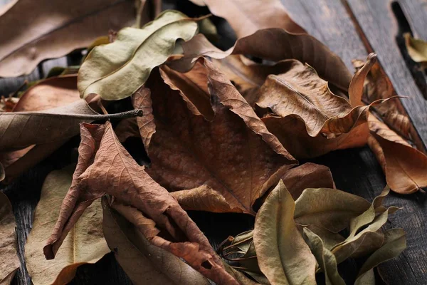 Laubblätter Trocknen Herbst — Stockfoto