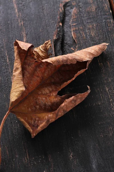 Листья Сухие Осенью — стоковое фото