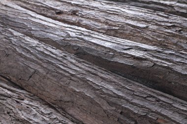 Yaşlı bir maun ağacından havla