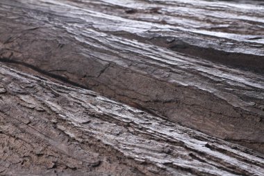 Yaşlı bir maun ağacından havla