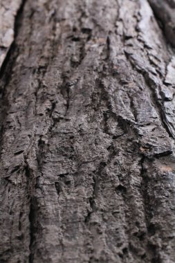 Yaşlı bir maun ağacından havla