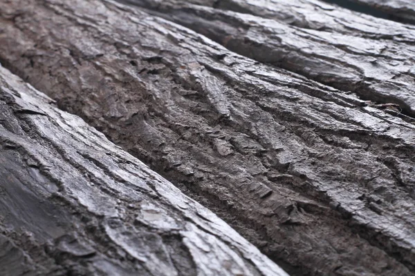 Кори Старого Дерева Магогані — стокове фото