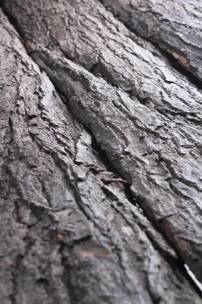 Bark Old Mahogany Tree — Stock Photo, Image