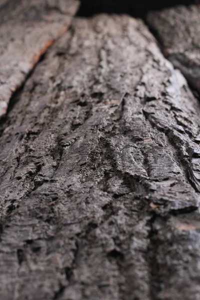 Blaffen Van Een Oude Mahonieboom — Stockfoto