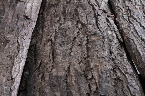 마호가니 나무에서 나무껍질 — 스톡 사진
