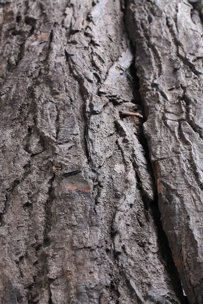Kéreg Egy Öreg Mahagóni Fáról — Stock Fotó