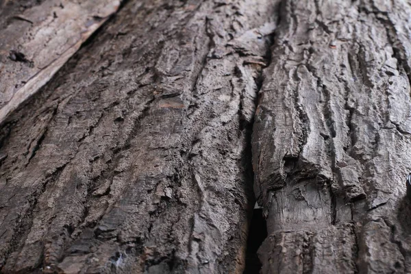 Kéreg Egy Öreg Mahagóni Fáról — Stock Fotó
