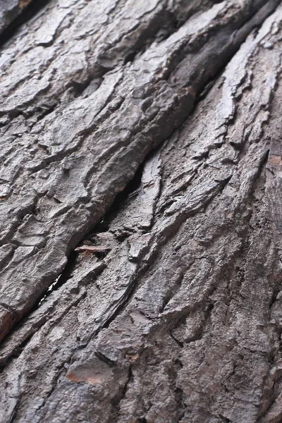 Kora Starego Drzewa Mahoniowego — Zdjęcie stockowe