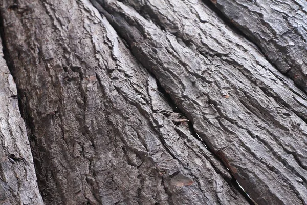 Kůra Starého Mahagonového Stromu — Stock fotografie