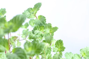 Beyaz arkaplanda taze nane yaprakları