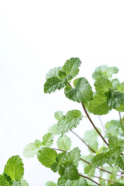 Fresh Mint Leaves White Background — Stock Photo, Image