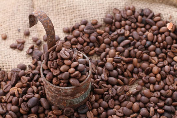 Grão Café Uma Semente Planta Coffea Fonte Para Café Pip — Fotografia de Stock