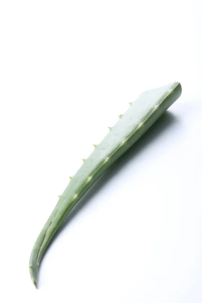 Beyaz Arkaplanda Taze Aloe — Stok fotoğraf