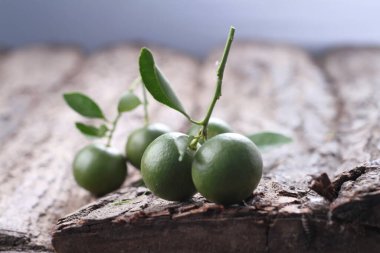 Bir dalda yeşil zeytin.