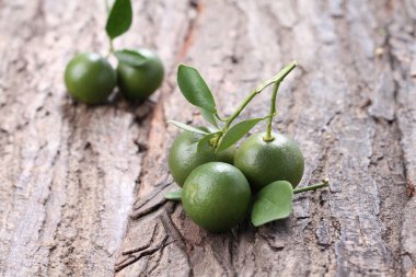 Bir dalda yeşil zeytin.