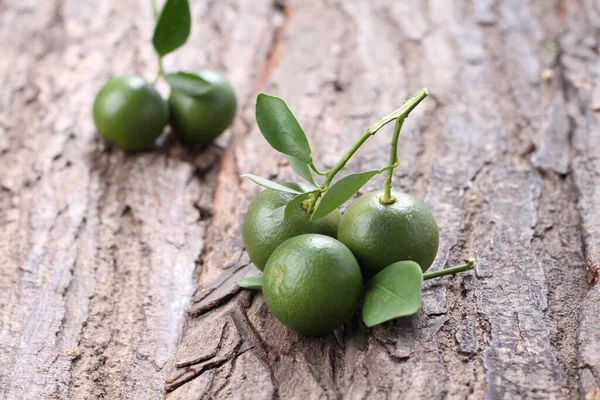 Zelené Olivy Větvi — Stock fotografie