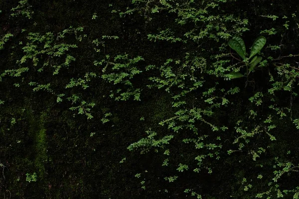Grüne Blätter Auf Dunklem Hintergrund — Stockfoto