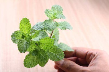 Nane şekerinin elindeki nane yaprakları.