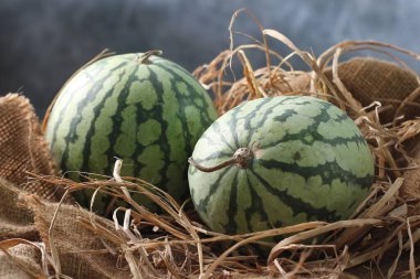 Karpuz bir sarmaşıktır. Bu bitki bir tür kabak, kavun ve salatalık. Karpuz meyvesi genellikle taze yenmek ya da meyve suyuna dönüştürülmek için toplanır..