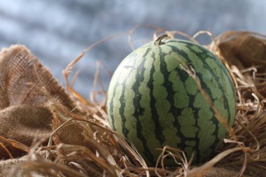 Karpuz bir sarmaşıktır. Bu bitki bir tür kabak, kavun ve salatalık. Karpuz meyvesi genellikle taze yenmek ya da meyve suyuna dönüştürülmek için toplanır..