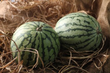 Karpuz bir sarmaşıktır. Bu bitki bir tür kabak, kavun ve salatalık. Karpuz meyvesi genellikle taze yenmek ya da meyve suyuna dönüştürülmek için toplanır..