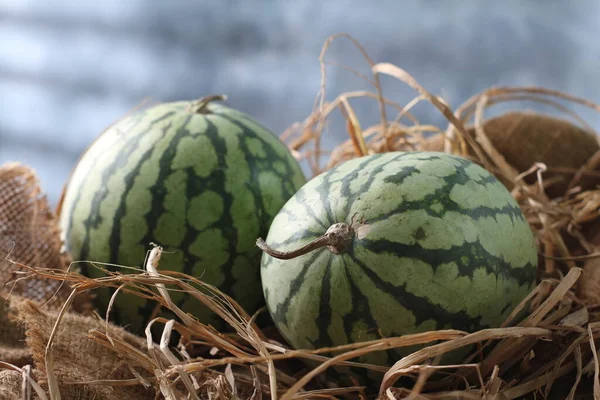 Wassermelone Ist Eine Rebsorte Diese Pflanze Ist Eine Art Von — Stockfoto