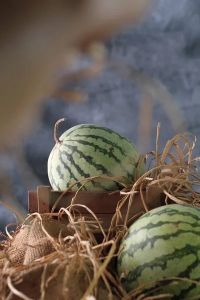 Melancia Uma Videira Esta Planta Tipo Abóbora Melão Pepino Fruta — Fotografia de Stock