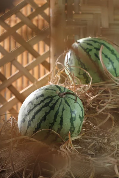 Watermeloen Een Wijnstok Deze Plant Een Soort Pompoen Meloen Komkommer — Stockfoto