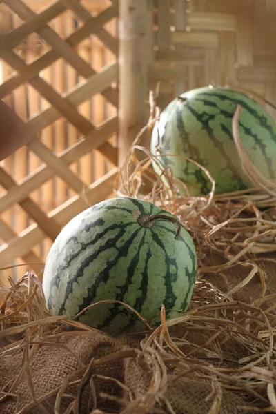 Watermelon Vine Plant Type Pumpkin Melon Cucumber Watermelon Fruit Usually — Stock Photo, Image