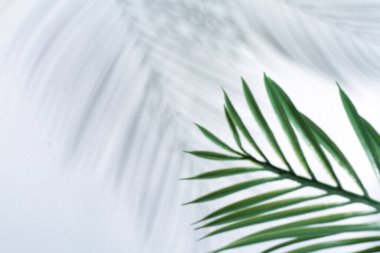 Beyaz arkaplanda palmiye yaprakları